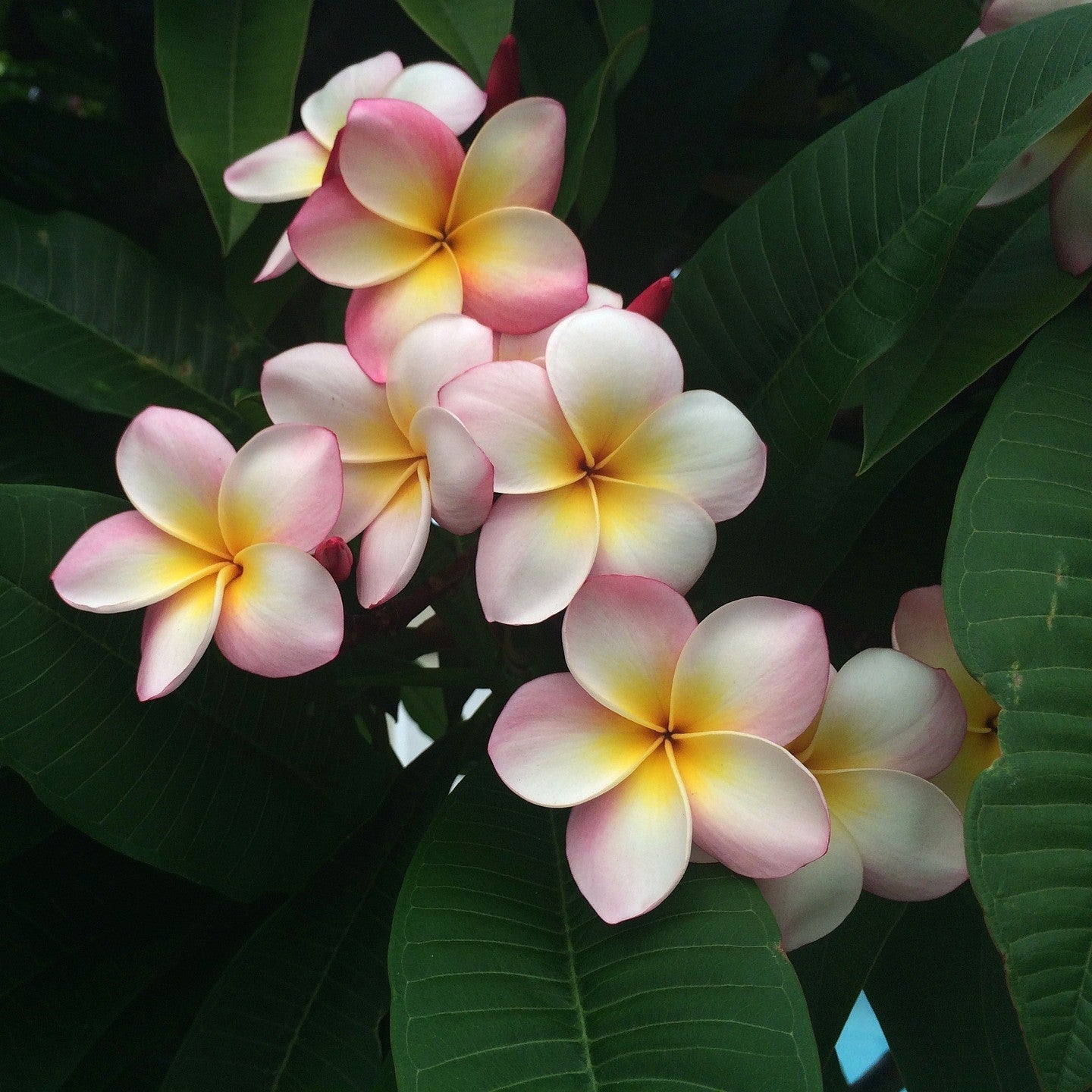 Franjipani Perfume - Totally Natural Skincare