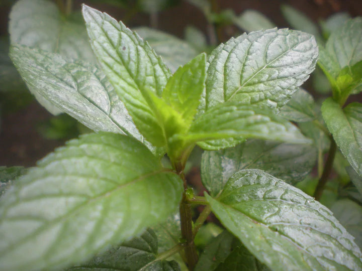 Peppermint Tincture (organic)