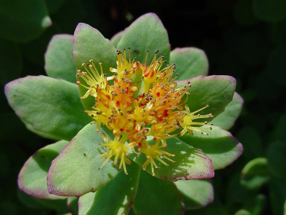 Rhodiola Tincture (Golden Root)