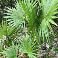 Saw Palmetto Fruit Tincture - Totally Natural Skincare