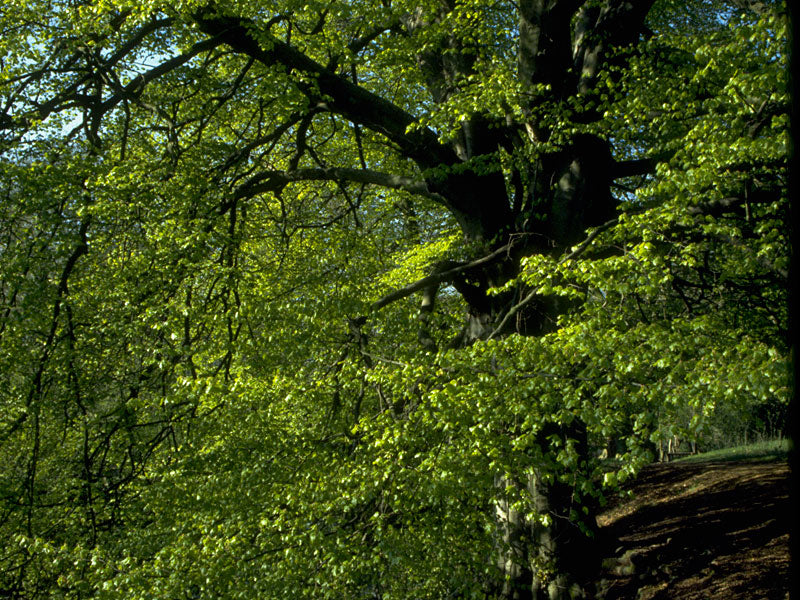 Beech