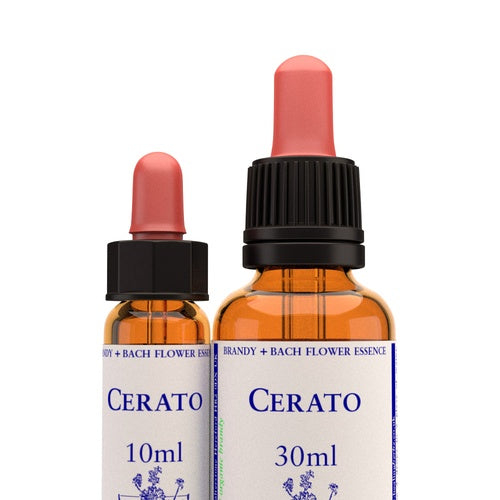 Cerato