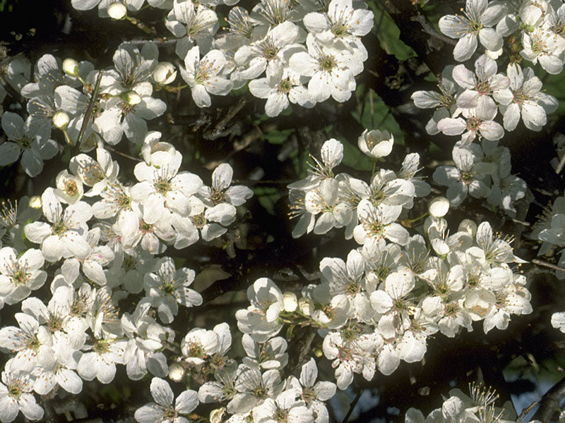 Cherry Plum