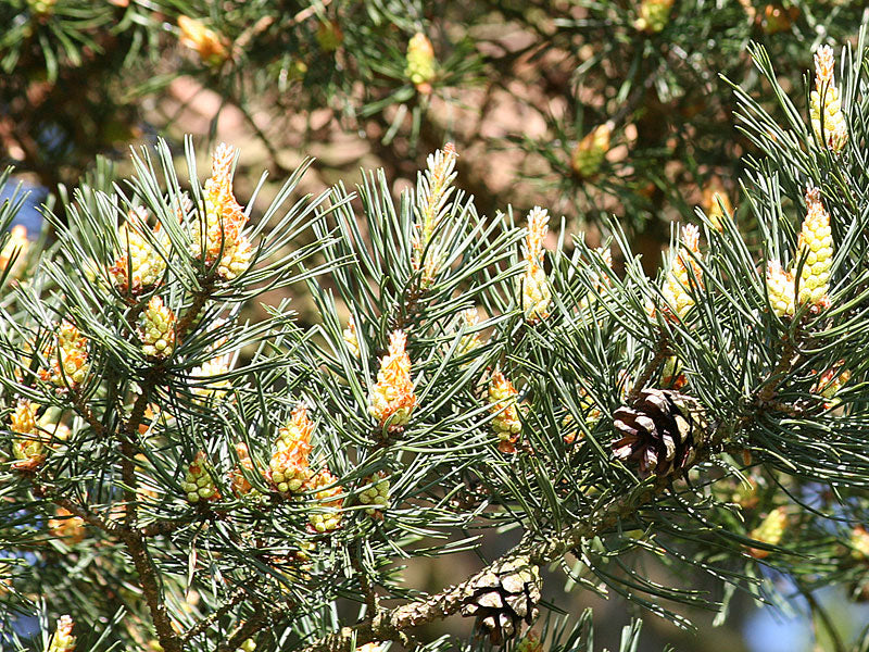 Pine