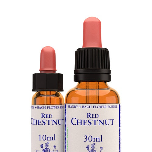 Red Chestnut