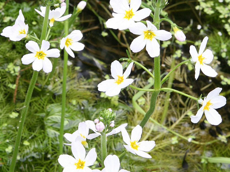 Water Violet
