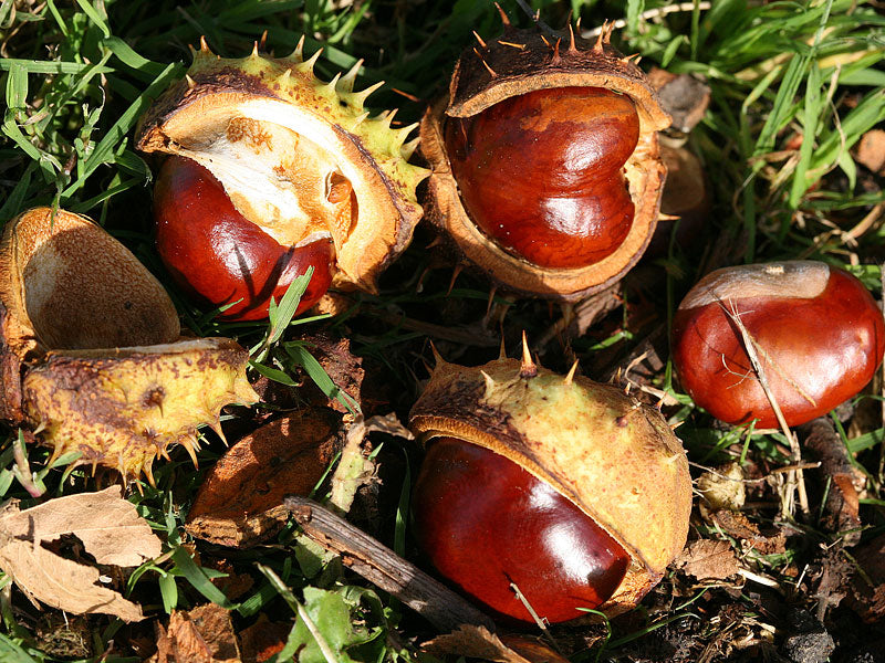 White Chestnut