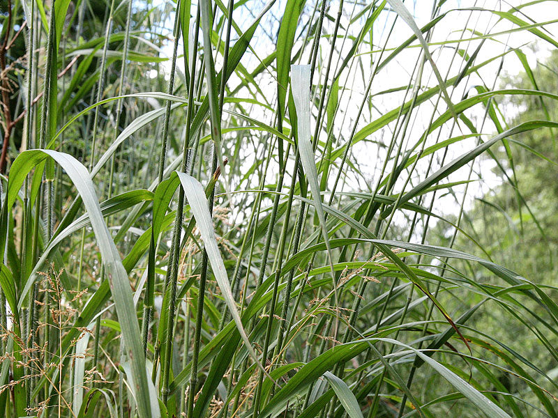 Wild Oat