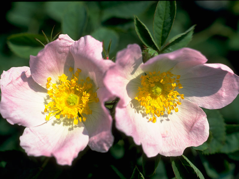 Wild Rose