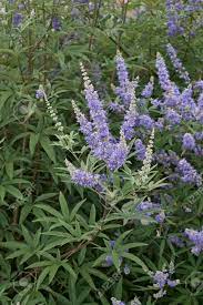 Agnus Castus Tincture - Totally Natural Skincare