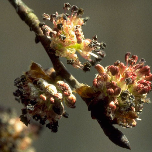 Elm - Totally Natural Skincare