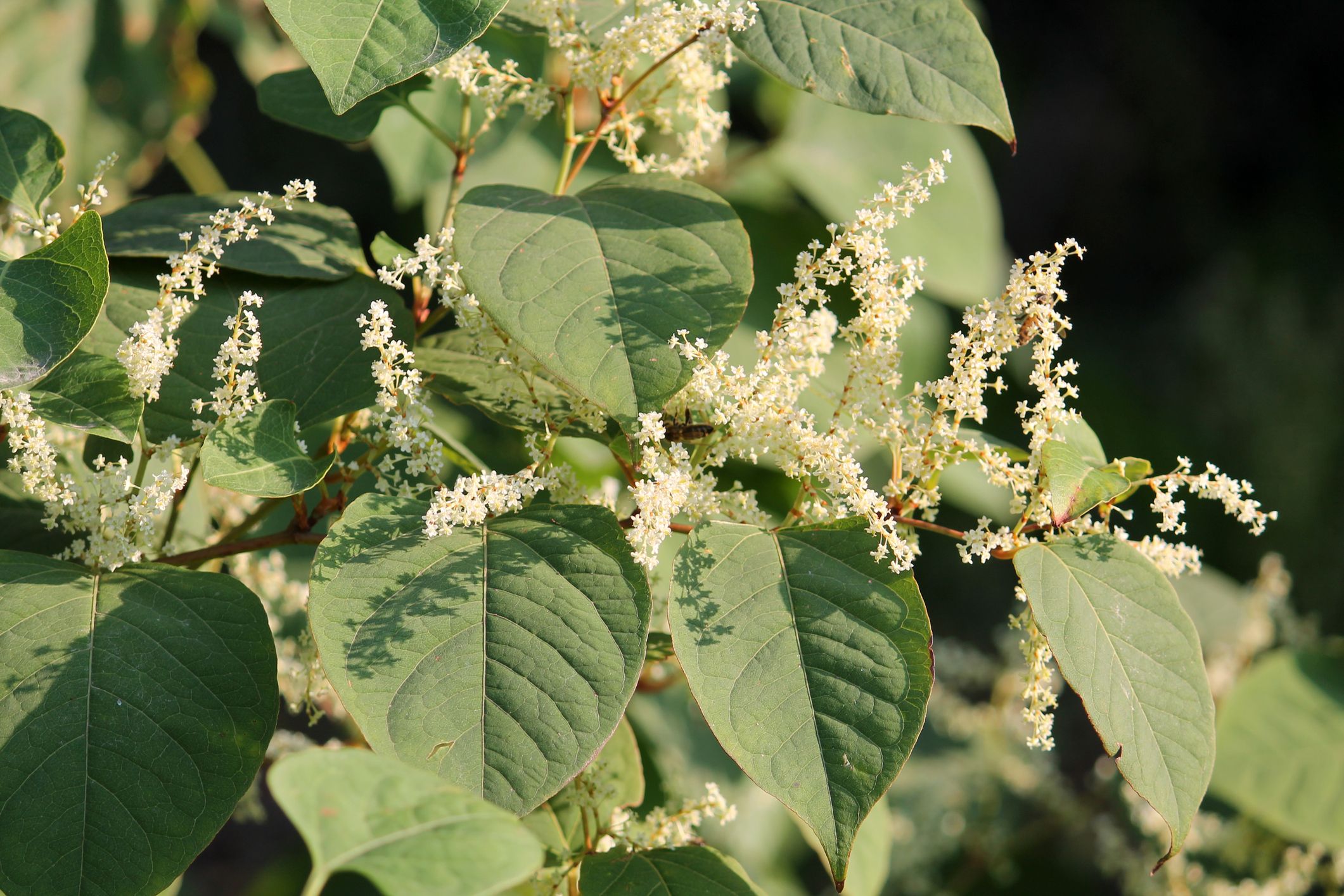 Japanese Knotweed Root Tincture