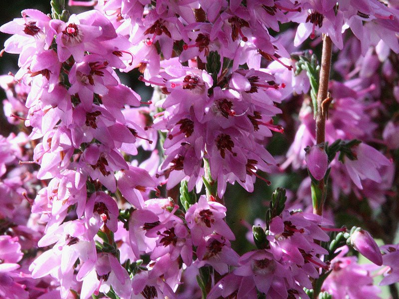 Heather - Totally Natural Skincare