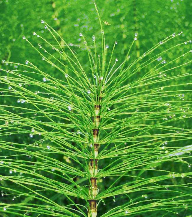 Horsetail Tincture