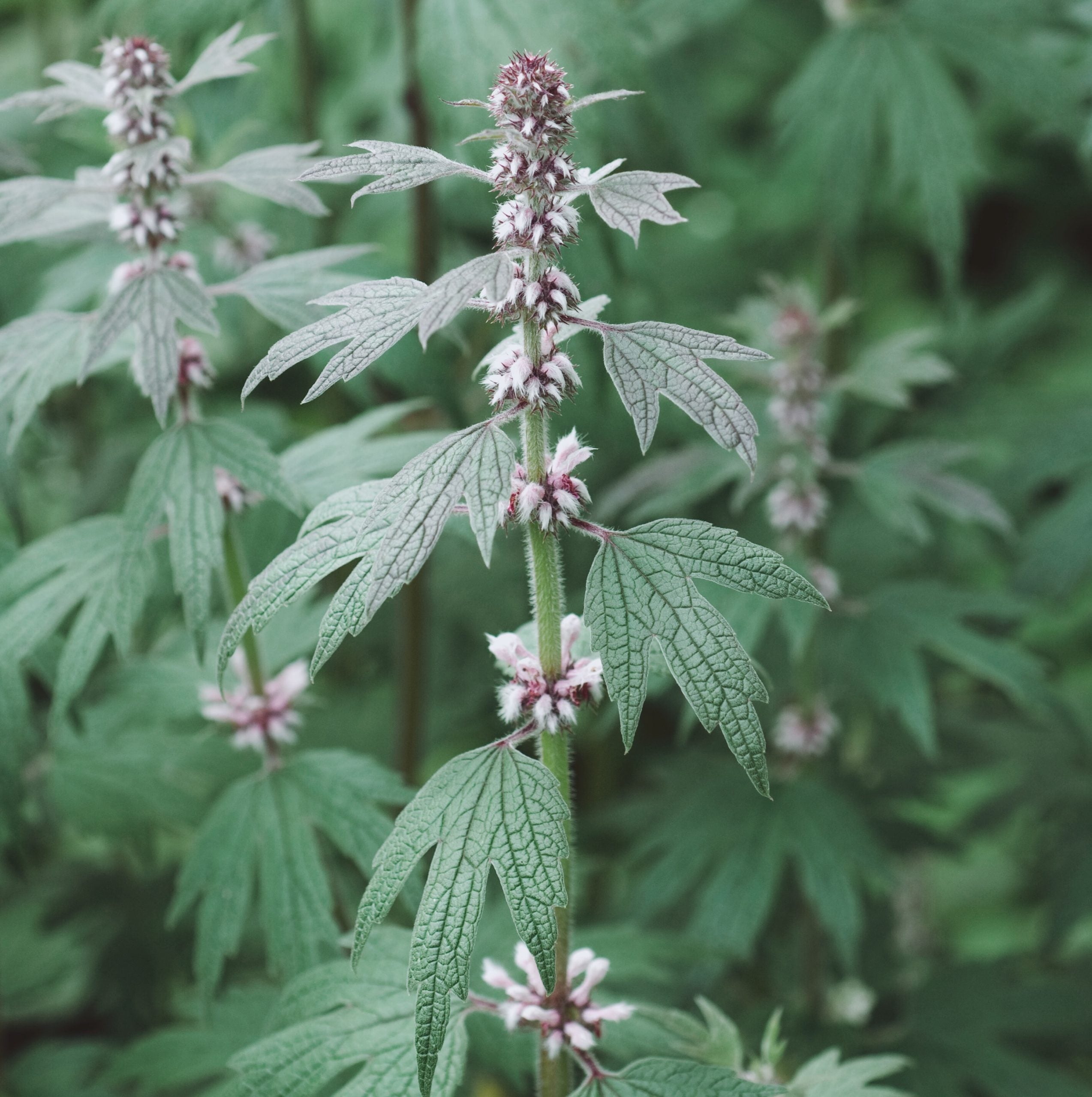 Motherwort Tincture (organic)