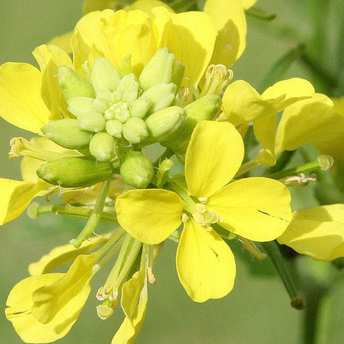 Mustard - Totally Natural Skincare