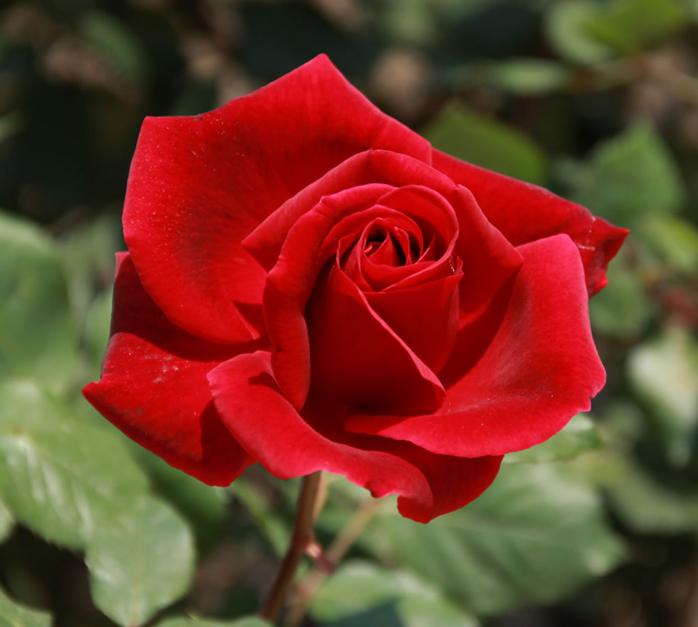 Rose Damascena Syrup