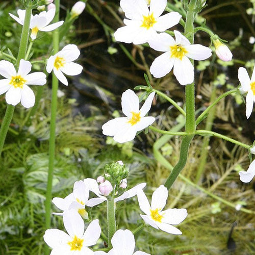 Water Violet - Totally Natural Skincare