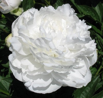 White Peony Tincture