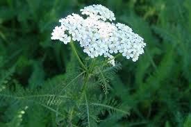 Yarrow tincture (organic)